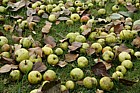 Malus sylvestris Crab apples