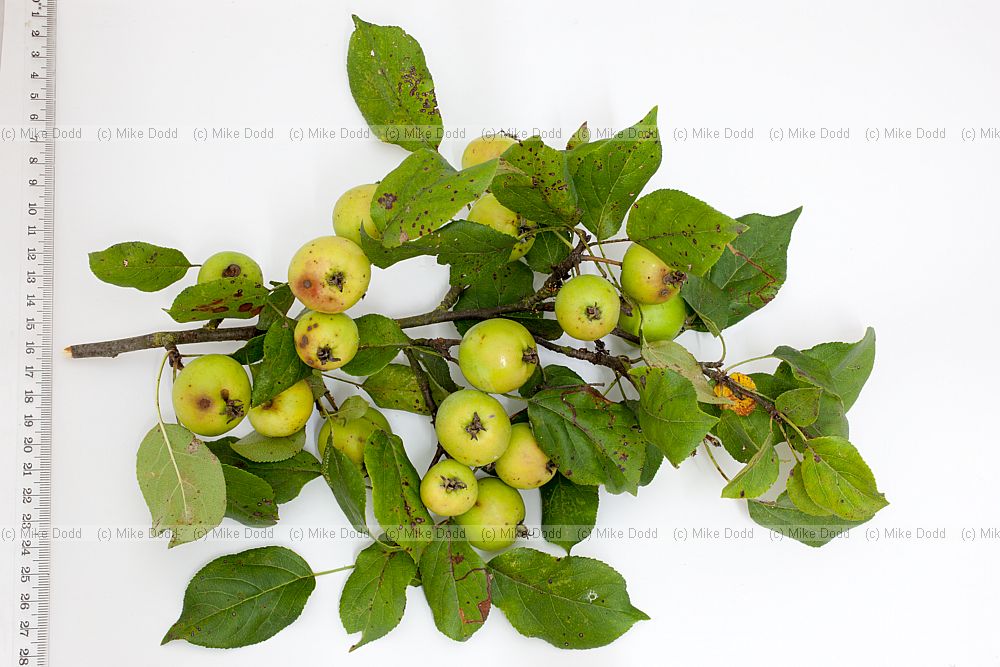 Malus sylvestris Crab Apple