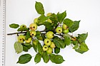 Malus sylvestris Crab Apple