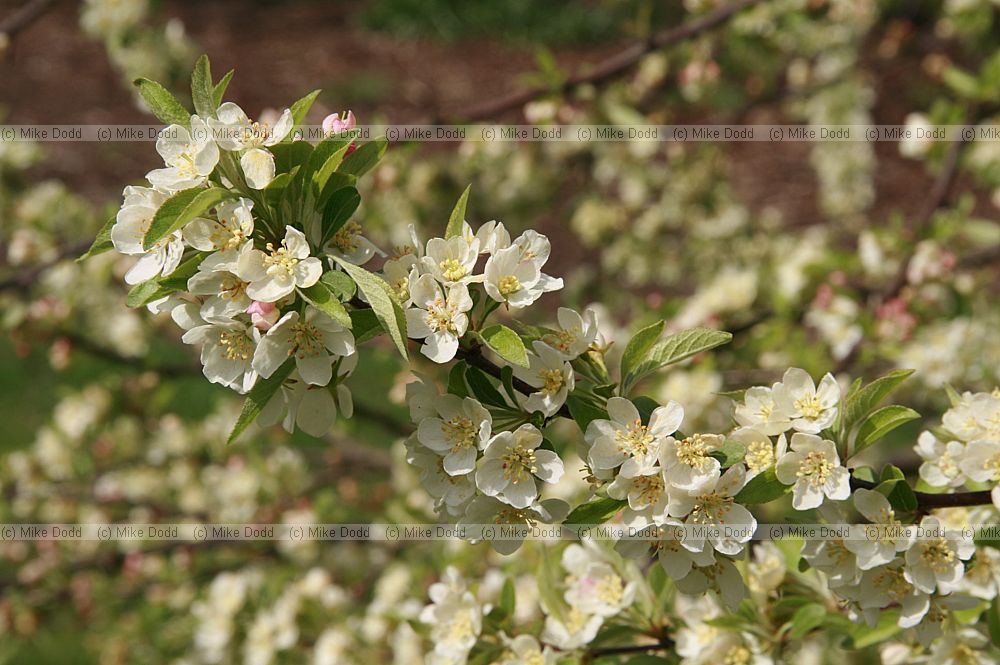 Malus toringo