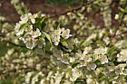 Malus toringo