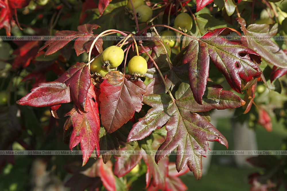 Malus trilobata