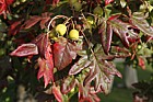 Malus trilobata