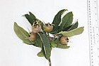 Mespilus germanica Medlar