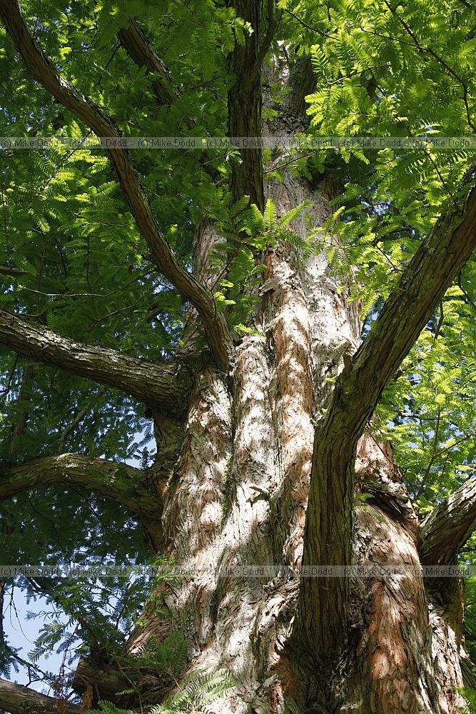 Metasequoia glyptostroboides Dawn Redwood