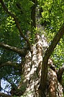 Metasequoia glyptostroboides Dawn Redwood