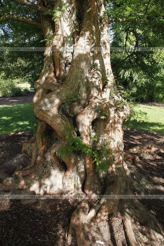 Metasequoia glyptostroboides Dawn Redwood