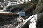 Metasequoia glyptostroboides Dawn Redwood