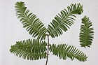 Metasequoia glyptostroboides Dawn Redwood