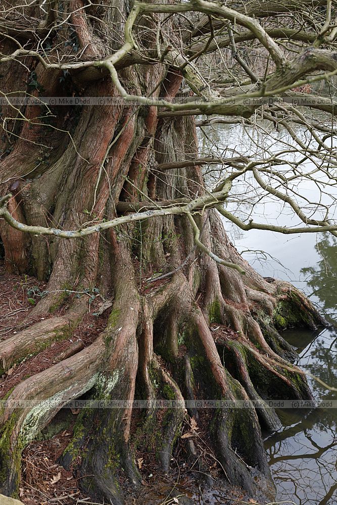 Metasequoia glyptostroboides