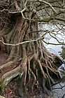Metasequoia glyptostroboides