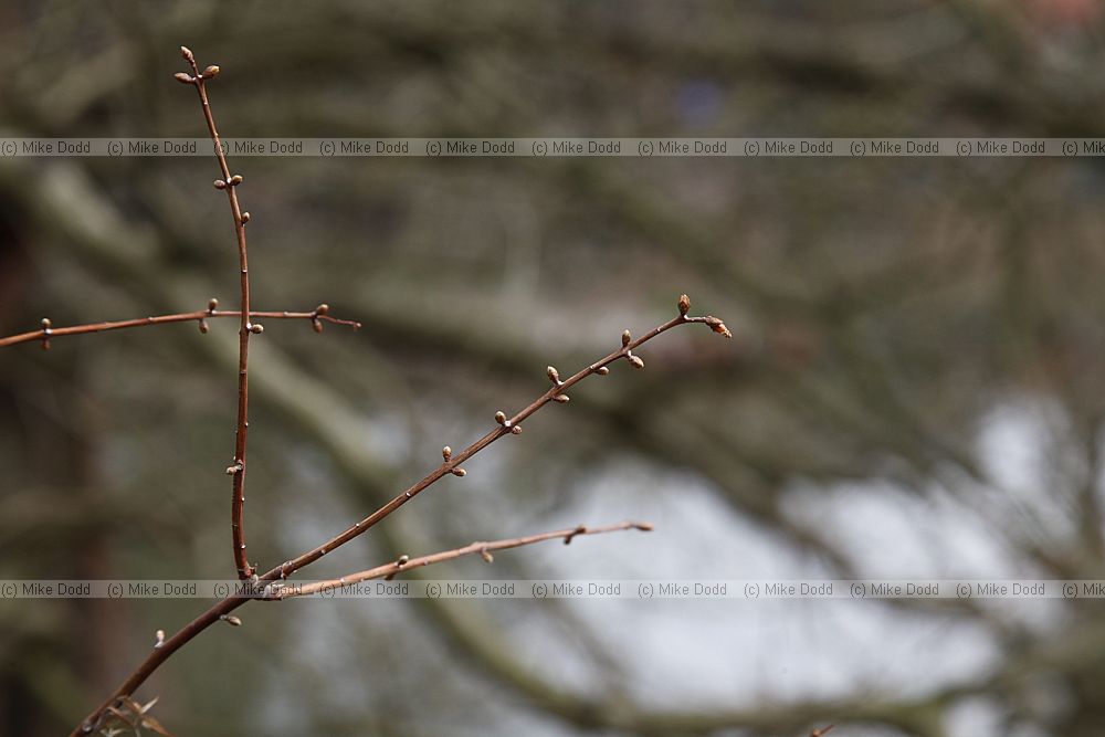 Metasequoia glyptostroboides