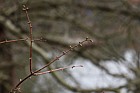 Metasequoia glyptostroboides