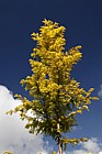 Metasequoia glyptostroboides 'Gold Rush'