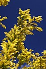 Metasequoia glyptostroboides 'Gold Rush'