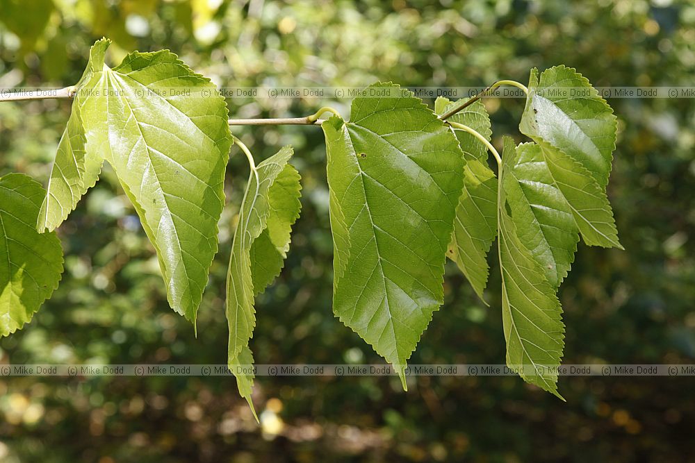 Morus alba White Mulberry