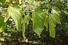 Morus alba White Mulberry