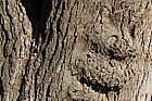 Morus alba White Mulberry