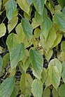 Morus alba White mulberry