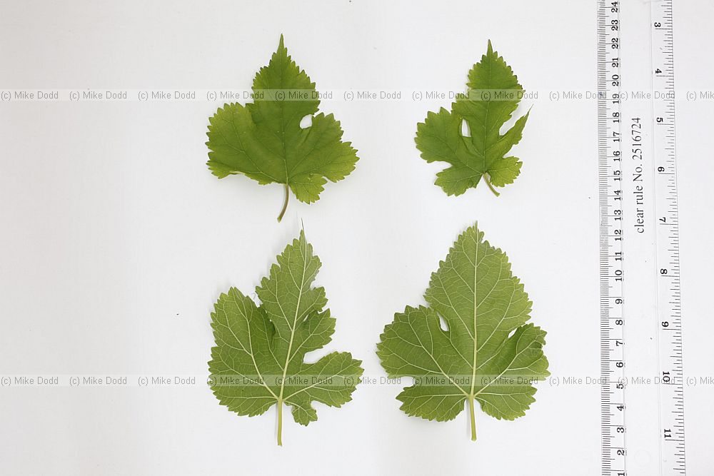 Morus alba White Mulberry