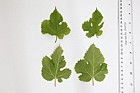 Morus alba White Mulberry