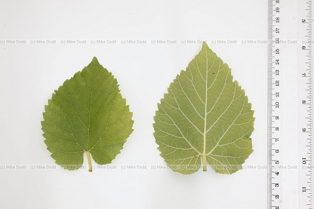 Morus nigra Black Mulberry