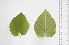 Morus nigra Black Mulberry