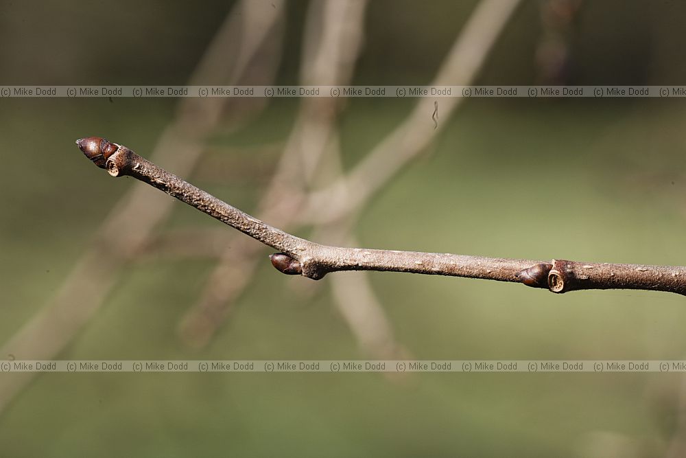 Morus nigra Black Mulberry