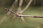 Morus nigra Black Mulberry