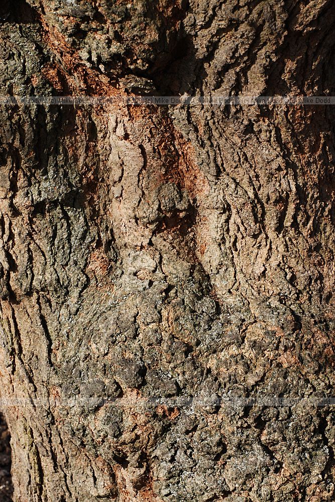 Morus nigra Black Mulberry