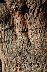 Morus nigra Black Mulberry