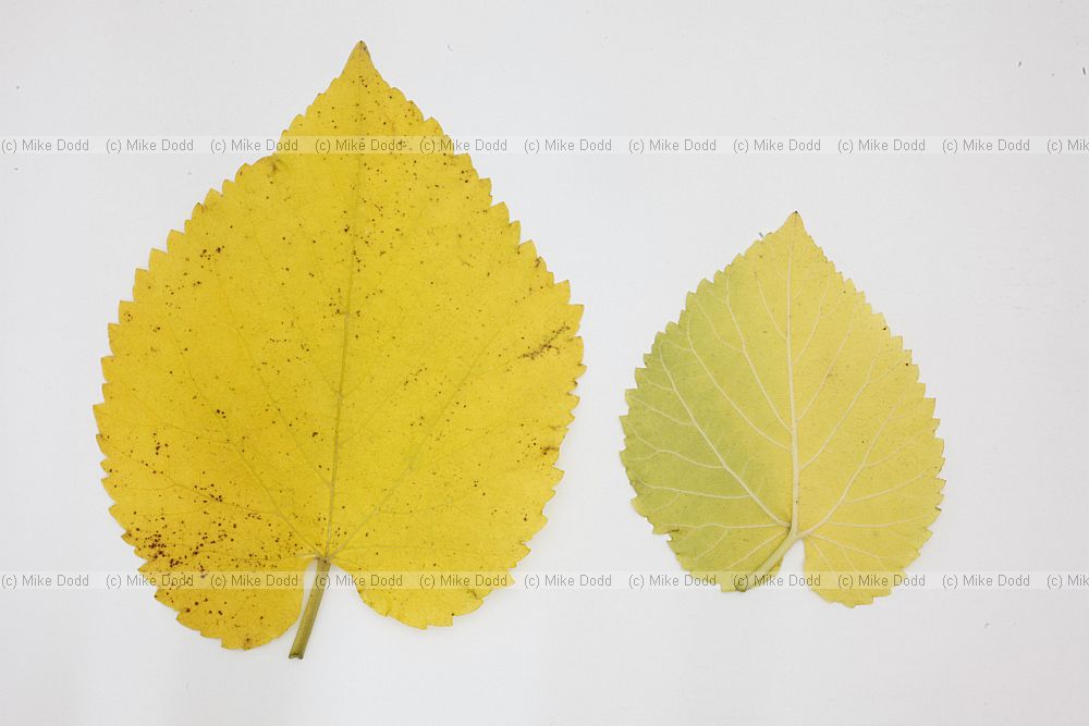 Morus nigra Black Mulberry