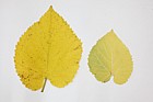 Morus nigra Black Mulberry