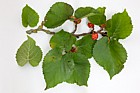 Morus nigra Black Mulberry