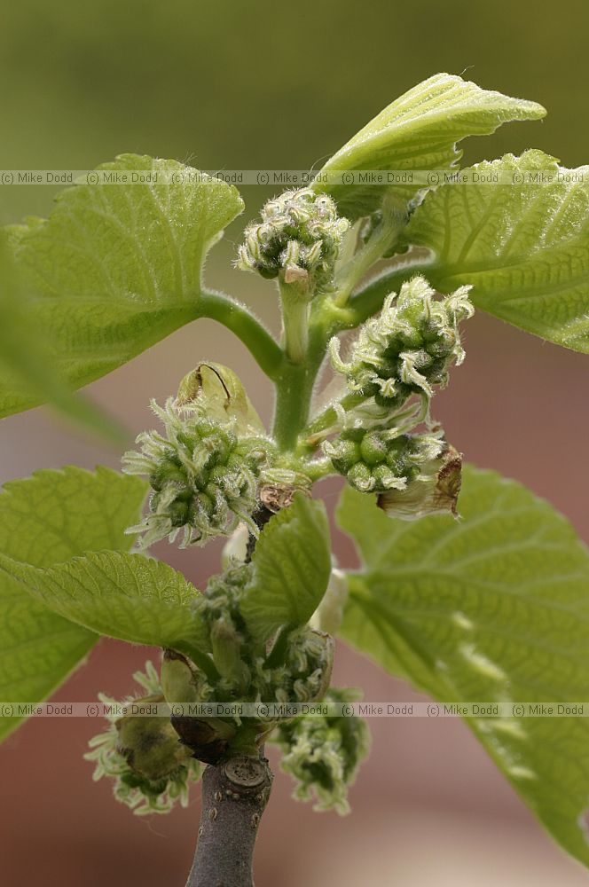 Morus nigra Black Mulberry female flowers