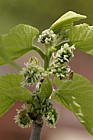 Morus nigra Black Mulberry female flowers