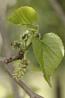 Morus nigra Black mulberry