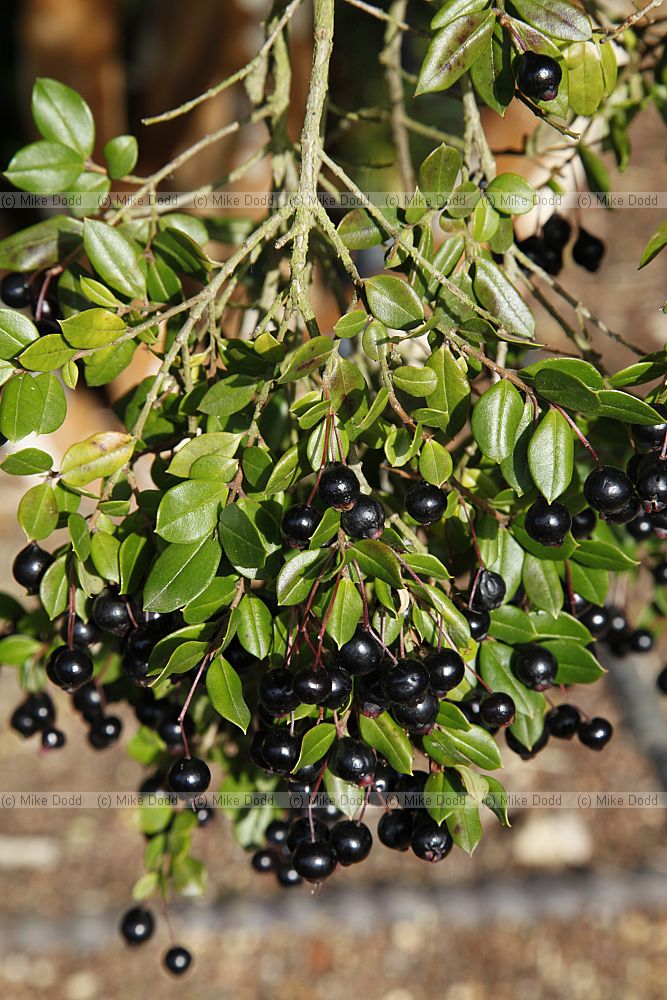 Myrtus luma