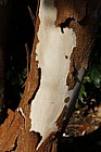 Myrtus luma