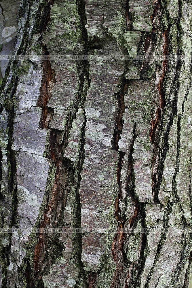 Nothofagus