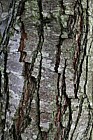 Nothofagus
