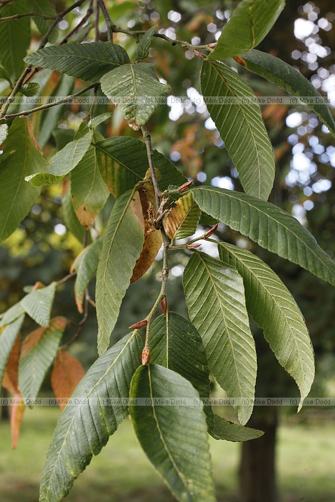 Nothofagus
