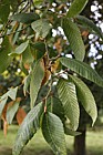 Nothofagus