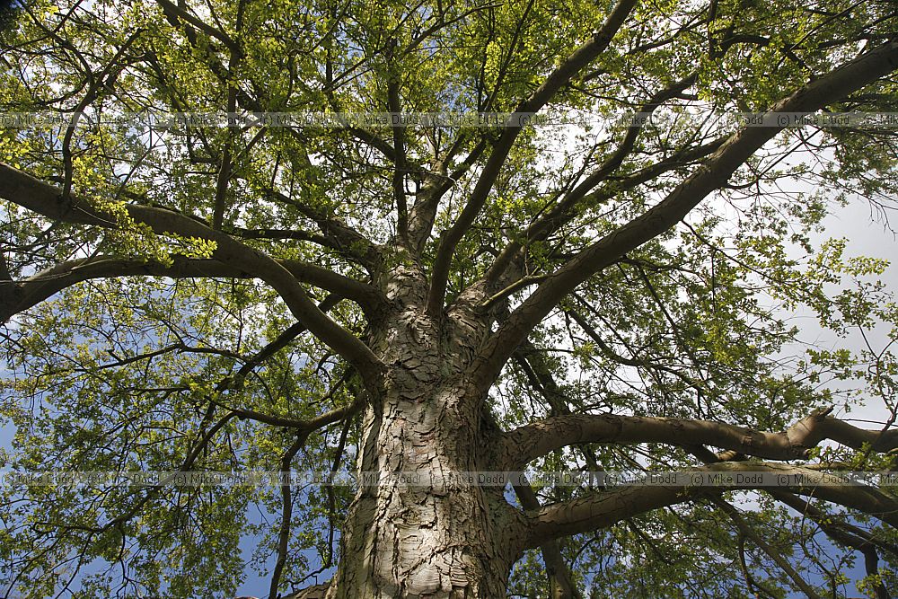 Nothofagus
