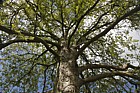 Nothofagus