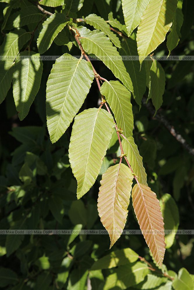 Nothofagus alpina Rauli (syn Nothofagus procera Nothofagus nervosa)
