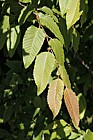 Nothofagus alpina Rauli (syn Nothofagus procera Nothofagus nervosa)