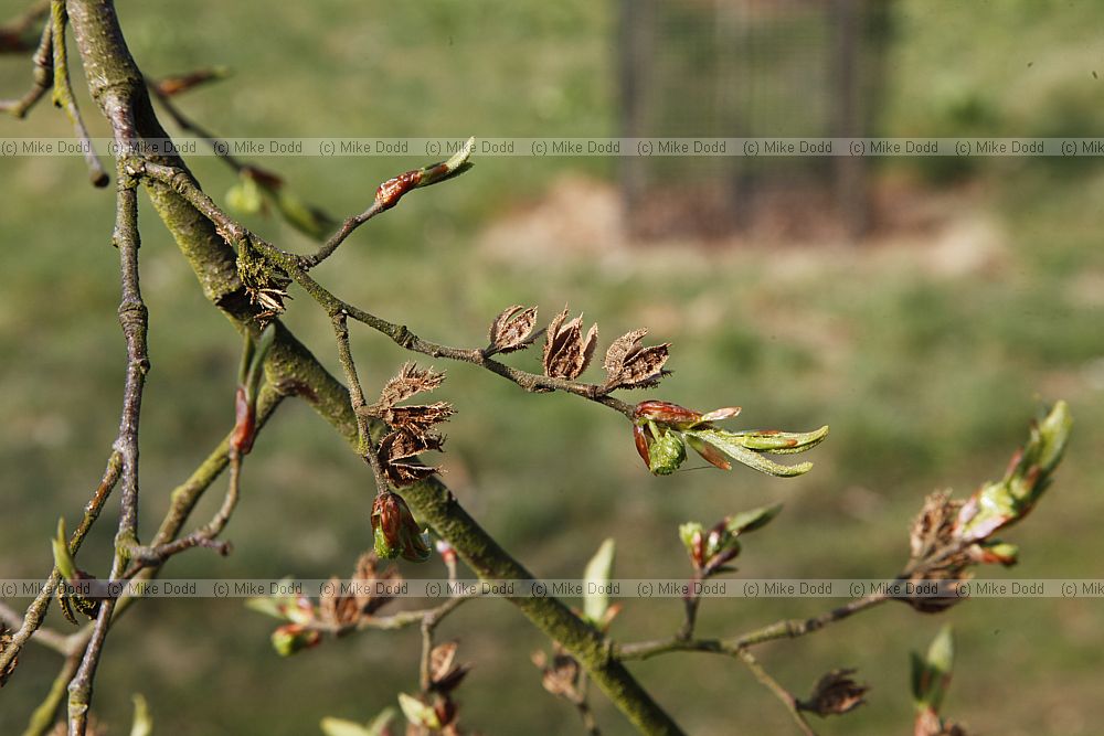 Nothofagus alpina Rauli (syn Nothofagus procera Nothofagus nervosa)