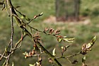 Nothofagus alpina Rauli (syn Nothofagus procera Nothofagus nervosa)