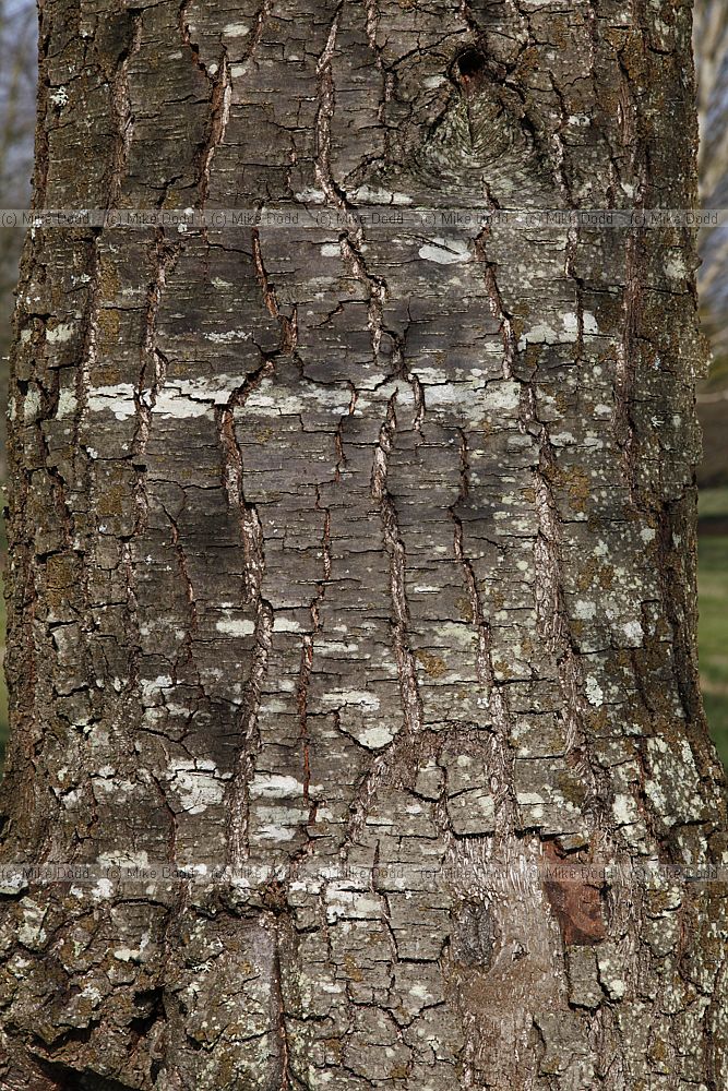 Nothofagus alpina Rauli (syn Nothofagus procera Nothofagus nervosa)
